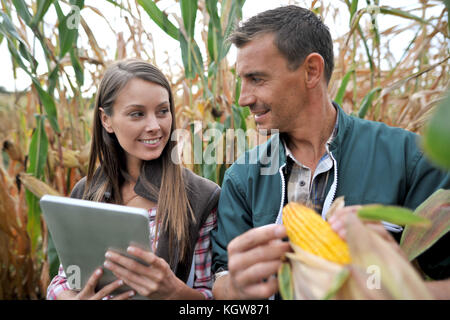 Landwirte in Maisfeld mit elektronischen Tablet Stockfoto