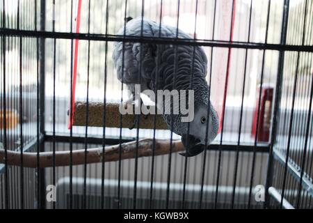 Home pet Graupapagei sitzen auf einem Käfig. talking Parrot. Stockfoto