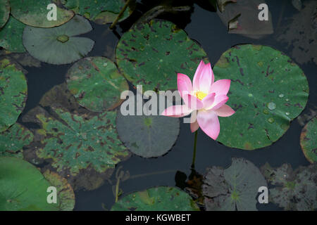 Single rose farbig/farbige Lotus Blume im Teich mit Grün, schwimmende Blätter Stockfoto