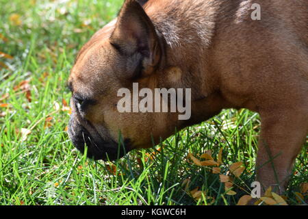 Fawn französische Bulldogge im Herbst nach Blätter fiel. Stockfoto
