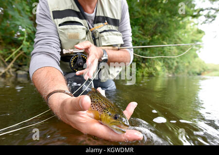 Fliege - Fischer fangen braune Forelle im Fluss Stockfoto