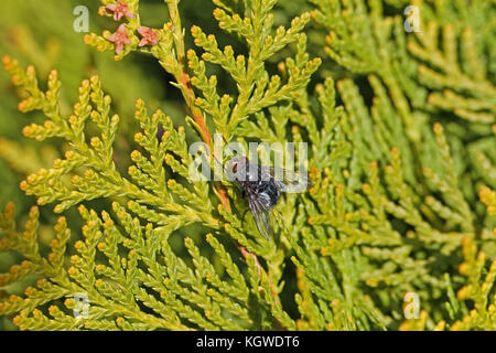 Stallfliege oder Hausfliege ganz nah an Latein stomoxys calcitrans muscidae oder musca domestica auf Thuja-Busch Latein arbor vitae cupressaceae in Italien Stockfoto