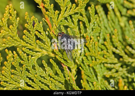 Stallfliege oder Hausfliege ganz nah an Latein stomoxys calcitrans muscidae oder musca domestica auf Thuja-Busch Latein arbor vitae cupressaceae in Italien Stockfoto