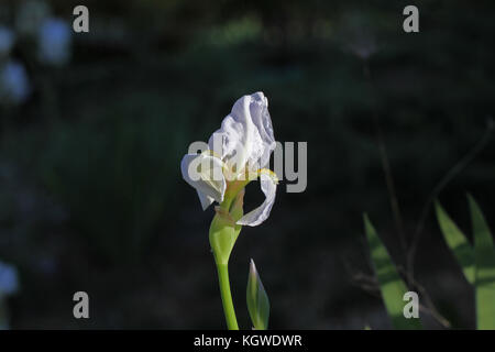 Weiße Flagge Iris oder bärtigen Iris Blume sehr nahe lateinischer Name pogoniris von iridaceae Familie in Italien im Frühjahr Stockfoto