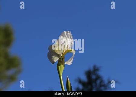 Weiße Flagge Iris oder bärtigen Iris Blume sehr nahe lateinischer Name pogoniris von iridaceae Familie in Italien im Frühjahr Stockfoto