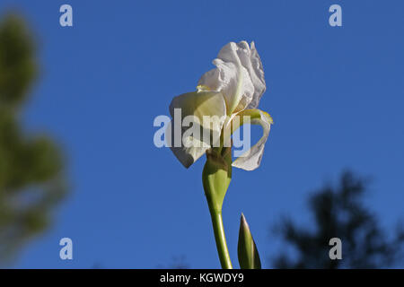 Weiße Flagge Iris oder bärtigen Iris Blume sehr nahe lateinischer Name pogoniris von iridaceae Familie in Italien im Frühjahr Stockfoto