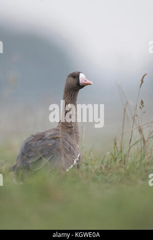 Weißstirngans / Blaessgans ( Anser albifrons ), sitzen / ruhen in hohen Gras einer Wiese, Blick zurück über die Schulter, Tierwelt, Europa. Stockfoto