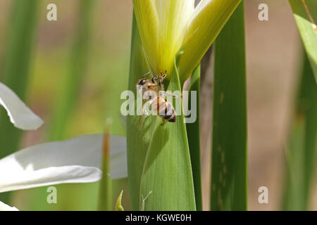 Lateinischer Name Honigbiene Apis mellifera Fütterung auf eine weiße Fahne Iris oder bärtigen Iris leaf in Italien im Frühjahr Stockfoto