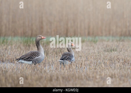 Graugans (Anser anser), zwei, Paar, im flachen Wasser sitzen, indem sie Schilf geschnitten, aufmerksam beobachten umgeben, typische Situation, Europa. Stockfoto