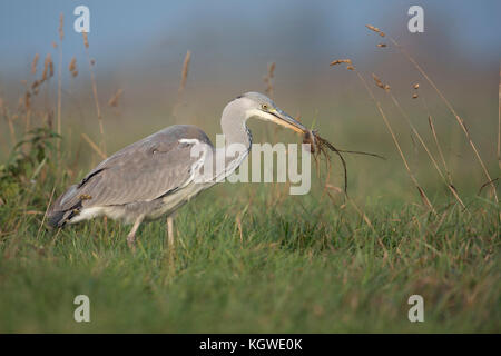 Graureiher (Ardea cinerea) zu Fuß über eine Wiese, mit Nagetier/Maus im Schnabel, Fütterung auf Beute, erfolgreicher Jäger, Wild, Europa. Stockfoto