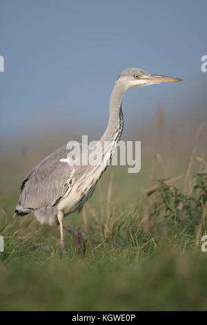 Graureiher/Graureiher (Ardea cinerea), langsam durch hohes Gras einer Wiese, auf der Jagd nach Beute, schließen, Wildlife, Europa. Stockfoto