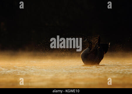 Kanadagans (Branta canadensis), einsam nach Vogel in warme Hintergrundbeleuchtung, das erste Morgenlicht, seine Flügel, fliegen Wassertropfen, voller Atmosphäre Stockfoto