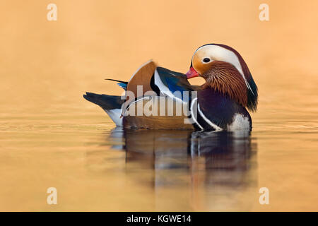 Mandarin duck/mandarinente (Aix galericulata), hübschen Mann, Reinigung der Federn, die Pflege seines Gefieders, goldenen Oktober Licht, Europa. Stockfoto