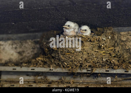 Scheunenschwalben ( Hirundo rustica ), junge Küken im Nest, zwei mit seltenen Pigmentfehlern, weißes Gefieder, Leucismus, Wildlife, Europa. Stockfoto