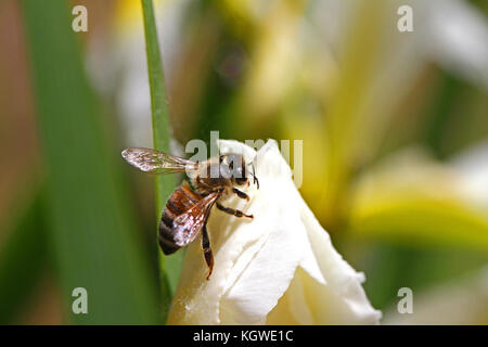Lateinischer Name Honigbiene Apis mellifera Fütterung auf eine weiße Fahne Iris oder bärtigen Iris Blume in Italien im Frühjahr Stockfoto