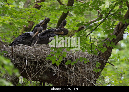 Schwarzer Storch/schwarzstorch (Ciconia nigra), Nachwuchs im Nest, nestlinge, in eine Baumkrone versteckt, ihr Gefieder Reinigung, fast Flügge, Europa. Stockfoto