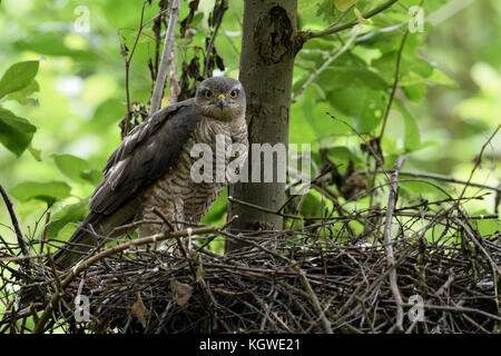 Sperber (accipiter Nisus), erwachsene Frau am Rande von seinem Nest gehockt, Fürsorge für seine Küken, um zu beobachten, aufmerksam, Wildlife, Europa. Stockfoto