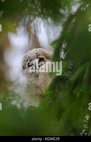 Waldohreule (asio Otus), junges Küken, gerade flügge, in einem Baum versteckt, durch die Grüne, verstohlen, neugierig, lustig, Wildlife, Europa. Stockfoto