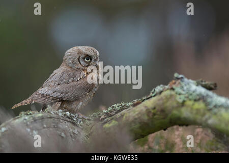 Eurasian scops Owl (Otus scops), einer der kleinsten owla in Europa, die sich auf einen umgestürzten Baum gehockt, beobachten Sie etwas Abstand, niedlich, Europa. Stockfoto