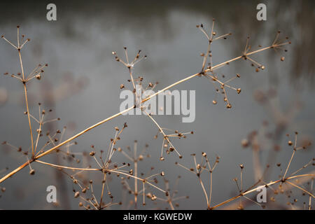 Wechsel der Jahreszeiten Konzept: verblasste Stielen über zugefrorene eisigen Fluss oder See im späten Herbst oder frühen Winter Stockfoto