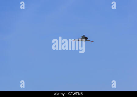 Einzelne weiße Storch fliegt gerade und hoch in den blauen Himmel. Stockfoto