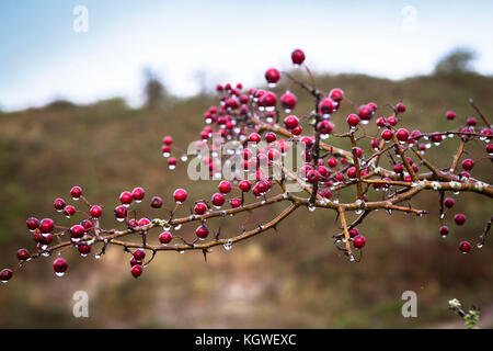 Niederlande, Zeeland, Weißdorn (lat. Crataegus) im Naturpark Oranjezon bei Vrouwenpolder auf der Halbinsel Walcheren Niederlande, Zeeland, Weis Stockfoto