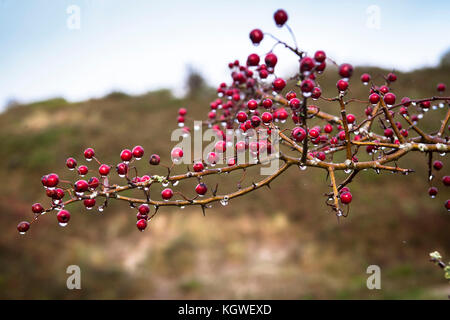 Niederlande, Zeeland, Weißdorn (lat. Crataegus) im Naturpark Oranjezon bei Vrouwenpolder auf der Halbinsel Walcheren Niederlande, Zeeland, Weis Stockfoto