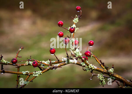 Niederlande, Zeeland, Weißdorn (lat. Crataegus) im Naturpark Oranjezon bei Vrouwenpolder auf der Halbinsel Walcheren Niederlande, Zeeland, Weis Stockfoto