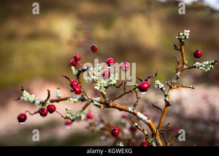 Niederlande, Zeeland, Weißdorn (lat. Crataegus) im Naturpark Oranjezon bei Vrouwenpolder auf der Halbinsel Walcheren Niederlande, Zeeland, Weis Stockfoto