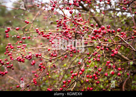 Niederlande, Zeeland, Weißdorn (lat. Crataegus) im Naturpark Oranjezon bei Vrouwenpolder auf der Halbinsel Walcheren Niederlande, Zeeland, Weis Stockfoto