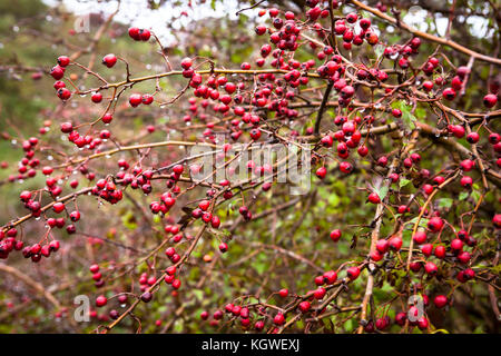 Niederlande, Zeeland, Weißdorn (lat. Crataegus) im Naturpark Oranjezon bei Vrouwenpolder auf der Halbinsel Walcheren Niederlande, Zeeland, Weis Stockfoto