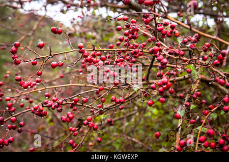 Niederlande, Zeeland, Weißdorn (lat. Crataegus) im Naturpark Oranjezon bei Vrouwenpolder auf der Halbinsel Walcheren Niederlande, Zeeland, Weis Stockfoto