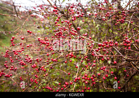 Niederlande, Zeeland, Weißdorn (lat. Crataegus) im Naturpark Oranjezon bei Vrouwenpolder auf der Halbinsel Walcheren Niederlande, Zeeland, Weis Stockfoto