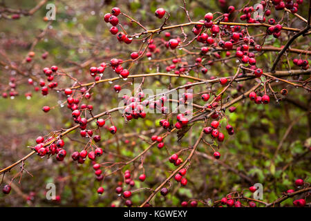 Niederlande, Zeeland, Weißdorn (lat. Crataegus) im Naturpark Oranjezon bei Vrouwenpolder auf der Halbinsel Walcheren Niederlande, Zeeland, Weis Stockfoto