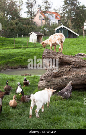 Niederlande, Zeeland, Ziegen und Geflügel auf einem Bauernhof. Niederlande, Zeeland, Ziegen und Gefluegel auf einem Bauernhof. Stockfoto
