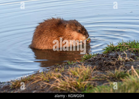 Bisamratte (ondatra Zibethicus) sitzt im Wasser in der Nähe der Ufer und im Licht der untergehenden Sonne Essen Stockfoto