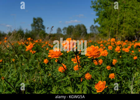 Schöne helle Landschaft mit einer Vielzahl von Blüten von trollius asiaticus auf einer Wiese unter den birchs an einem sonnigen Tag Stockfoto