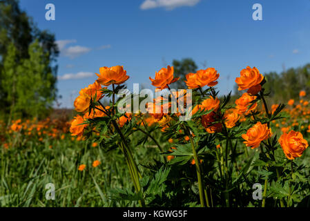 Viele der hellen orange Blumen von trollius asiaticus auf einer Wiese unter den birchs an einem sonnigen Sommertag Stockfoto