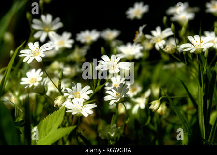 Schönen weichen natürlichen Hintergrund von weißen Wildblumen Vogelmiere im Gras auf einer Wiese closeup im Sonnenlicht Stockfoto