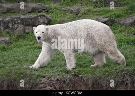 Eine volle Seite auf das Bild eines Eisbären zu Fuß auf Gras auf Viewer mit seiner Zunge heraus Stockfoto