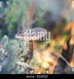 Kleine gefrorene Pilz mit Eiskristallen in einem Sumpf in Morgen leuchtet. closeup mit einem seichten Dept. Stockfoto