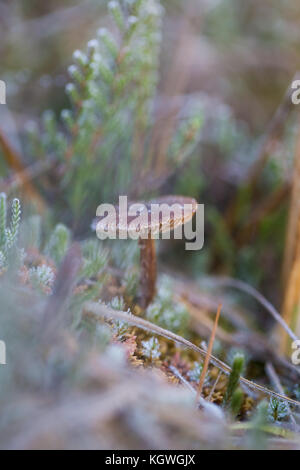 Kleine gefrorene Pilz mit Eiskristallen in einem Sumpf in Morgen leuchtet. closeup mit einem seichten Dept. Stockfoto