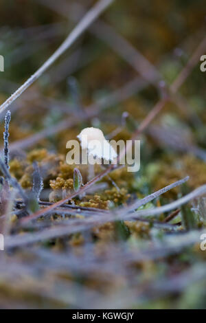 Kleine gefrorene Pilz mit Eiskristallen in einem Sumpf in Morgen leuchtet. closeup mit einem seichten Dept. Stockfoto