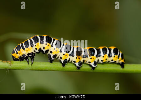 Kopfsalat shark Motte Caterpillar Stockfoto