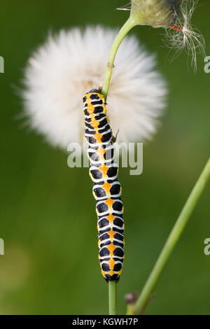 Kopfsalat shark Motte Caterpillar Stockfoto