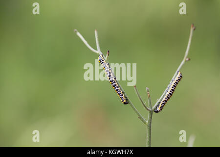 Kopfsalat shark Motte Caterpillar Stockfoto