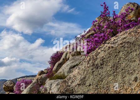 Schönen Sträucher und Blumen mit lila Rhododendron wachsen auf große Felsen in den Bergen gegen den blauen Himmel und Wolken Stockfoto