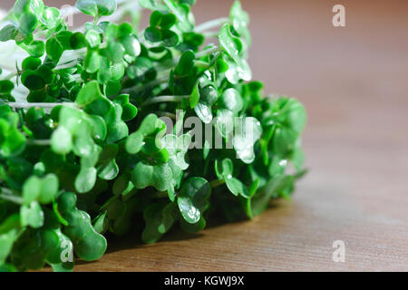 Makro Bild von geschnitten Bio Kresse für Salate und Pflanze verwendet werden Mahlzeiten ein Kraut mit Nutzen für die Gesundheit in einem selektiven Fokus mit copy Space Shot Stockfoto