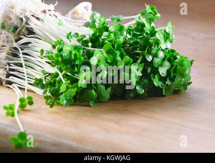 Makro von verwurzelt organische Kresse für Salate und Pflanze verwendet werden Mahlzeiten ein Kraut mit Nutzen für die Gesundheit in einem selektiven Fokus mit copy Space Shot Stockfoto