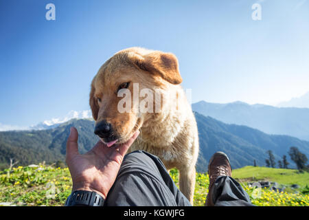 Die geschwollene Himalayan Hunde sind eine der besten Reisebegleiter, sie brauchen von uns etwas zu Essen und viele Streicheleinheiten und Liebe. Stockfoto